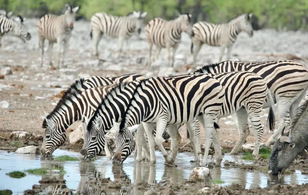 Zebre del parco nazionale Etosha in Namibia che bevono a un abbeveratoio durante un tour 4×4