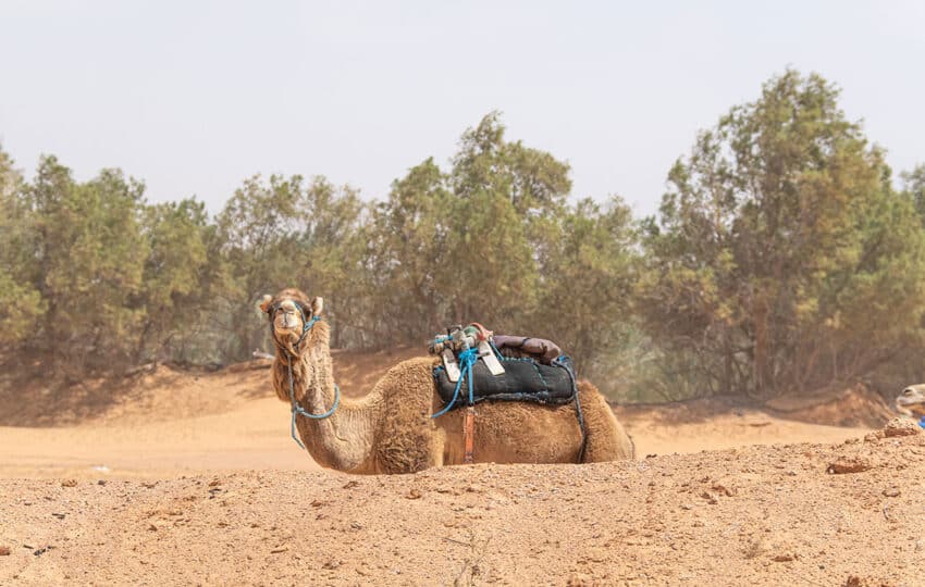 Dromedario nell’oasi di Ksar Ghilane nel deserto tunisino durante il viaggio Wild Sahara AF Travel Firenze