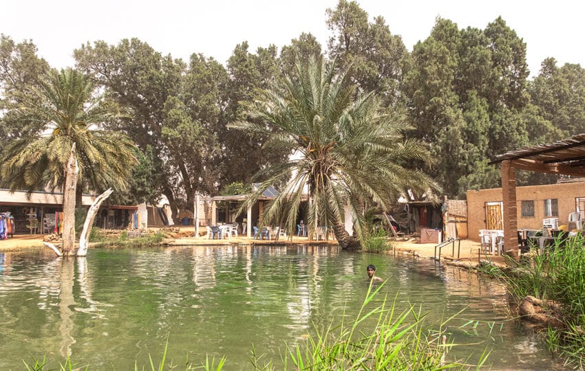 Oasi di Ksar Ghilane nel deserto del Sahara tunisino durante il viaggio Wild Sahara AF Travel Firenze