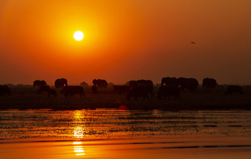 Gli elefanti al tramonto in Sudafrica